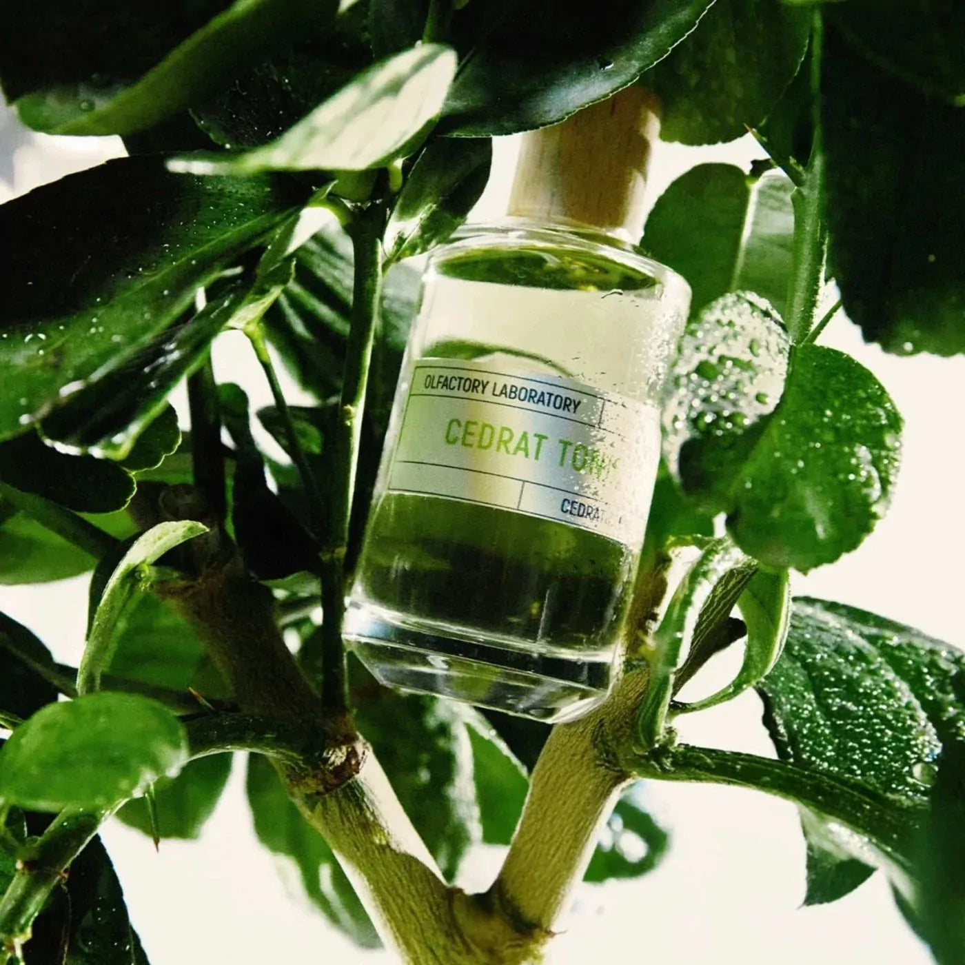 Cedrat Tonic EDP 100ml