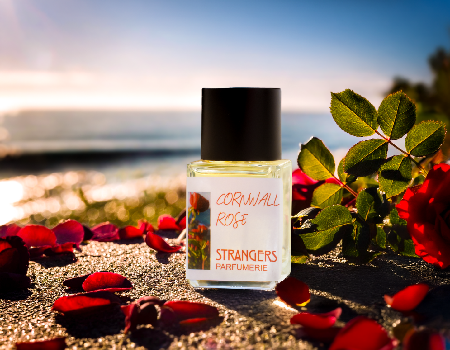 Cornwall Rose
