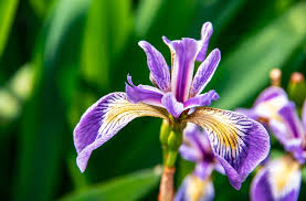 Why the Most Expensive Note in Perfume Doesn't Smell Like a Flower